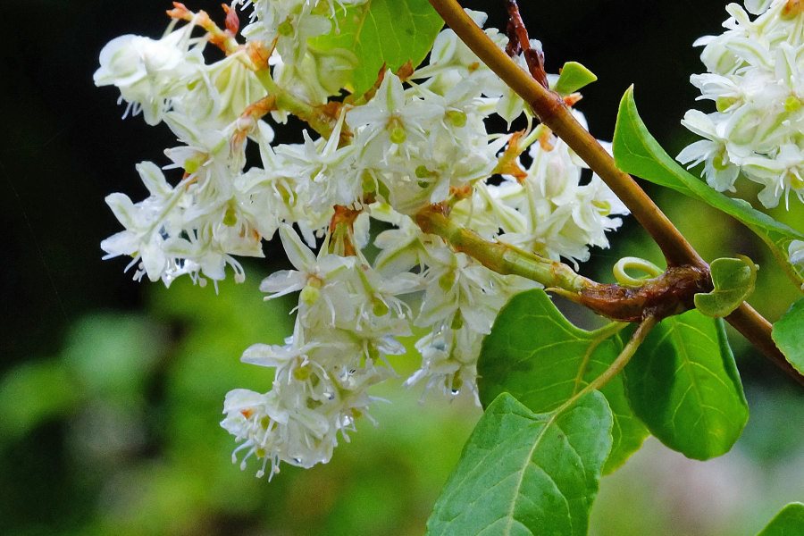 Fallopia baldschuanica / Poligono del Turkestan